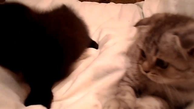 Котята и лентяй смотреть онлайн