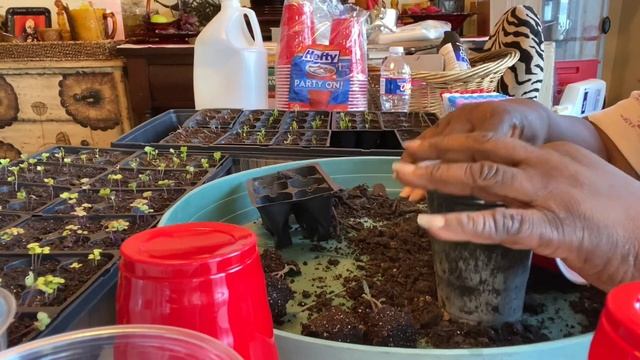 Episode 278: How to Pot-Up Baby Seedlings for a Fall and Winter Garden. Plans to Kill Spider Mites смотреть онлайн