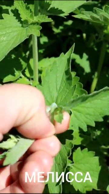 ЧАЙ ИЗ ПЯТИ ТРАВ🌿 смотреть онлайн