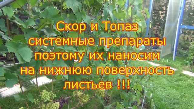 СБЕРЕЧЬ УРОЖАЙ. Защита винограда ОТ ОИДИУМА смотреть онлайн