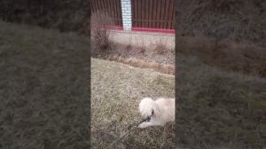 Как молиться об усопших сродниках.