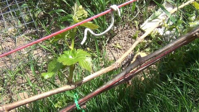 ПРОЛОМКА ПОБЕГОВ ВИНОГРАДА. Как и для чего? смотреть онлайн