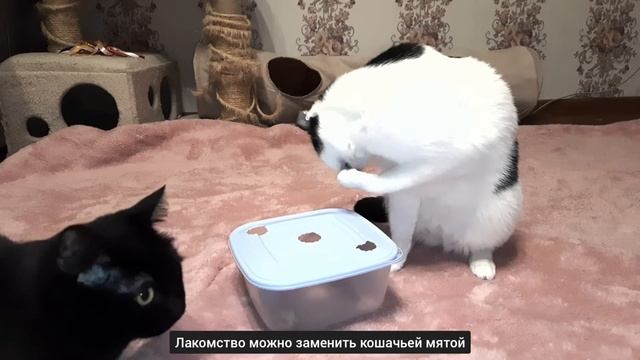 Игрушка для кошек своими руками / DIY cat toy DIY 고양이 장난감 DIY猫のおもちゃ ENG CUB 日本の字幕 한국어 자막 смотреть онлайн