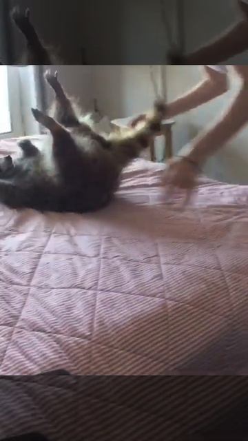 Пусти меня, я тоже твой питомец😜 смотреть онлайн