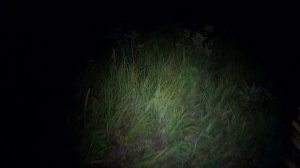 (1) Чарующее приключение на товарняках по стране