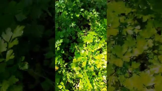 Лето это кайф!!! Свежие и ароматные овощи с грядки в духовке. Вкусный и полезный обед с семьёй ❤ смотреть онлайн