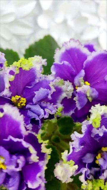 Фиалка НД-Цветок Сирени