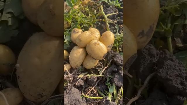 Картофель сорт Коломбо оптом смотреть онлайн