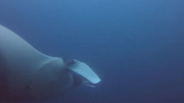 Galapagos Islands Scuba Diving Customer Trip Video смотреть онлайн