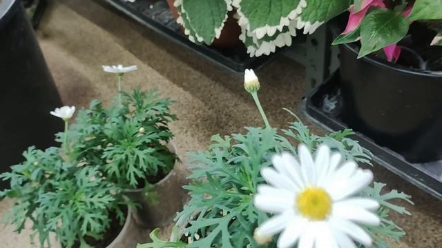 Как вырастить ИДЕАЛЬНУЮ рассаду цветов дома без теплицы? Обзор на конец марта. смотреть онлайн