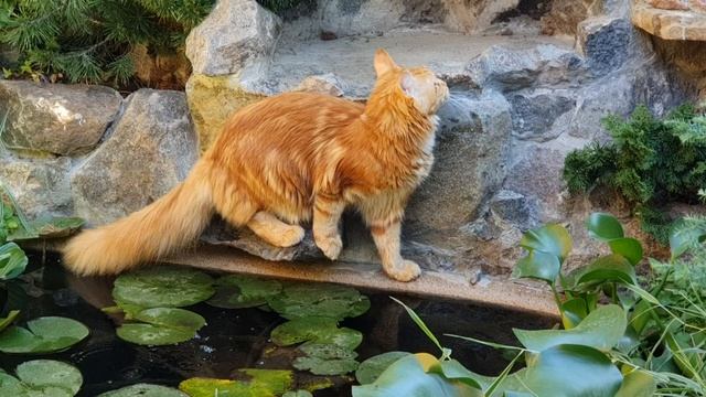 Мейн кун Аліса смотреть онлайн