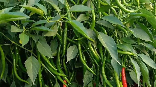 syngenta 5531 veraity смотреть онлайн