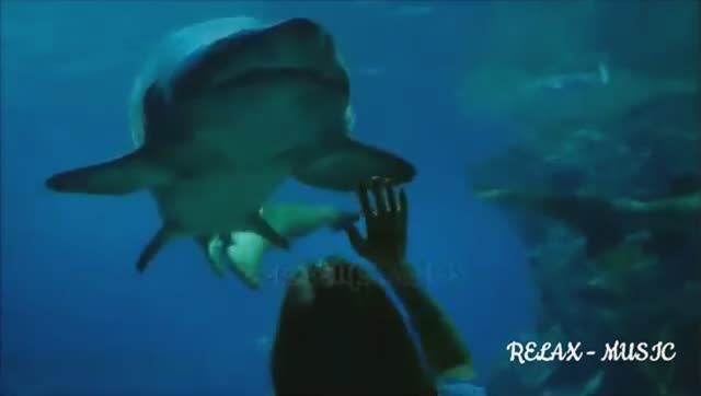 Релакс - Музыка // Дайвинг // Встреча с акулой. смотреть онлайн