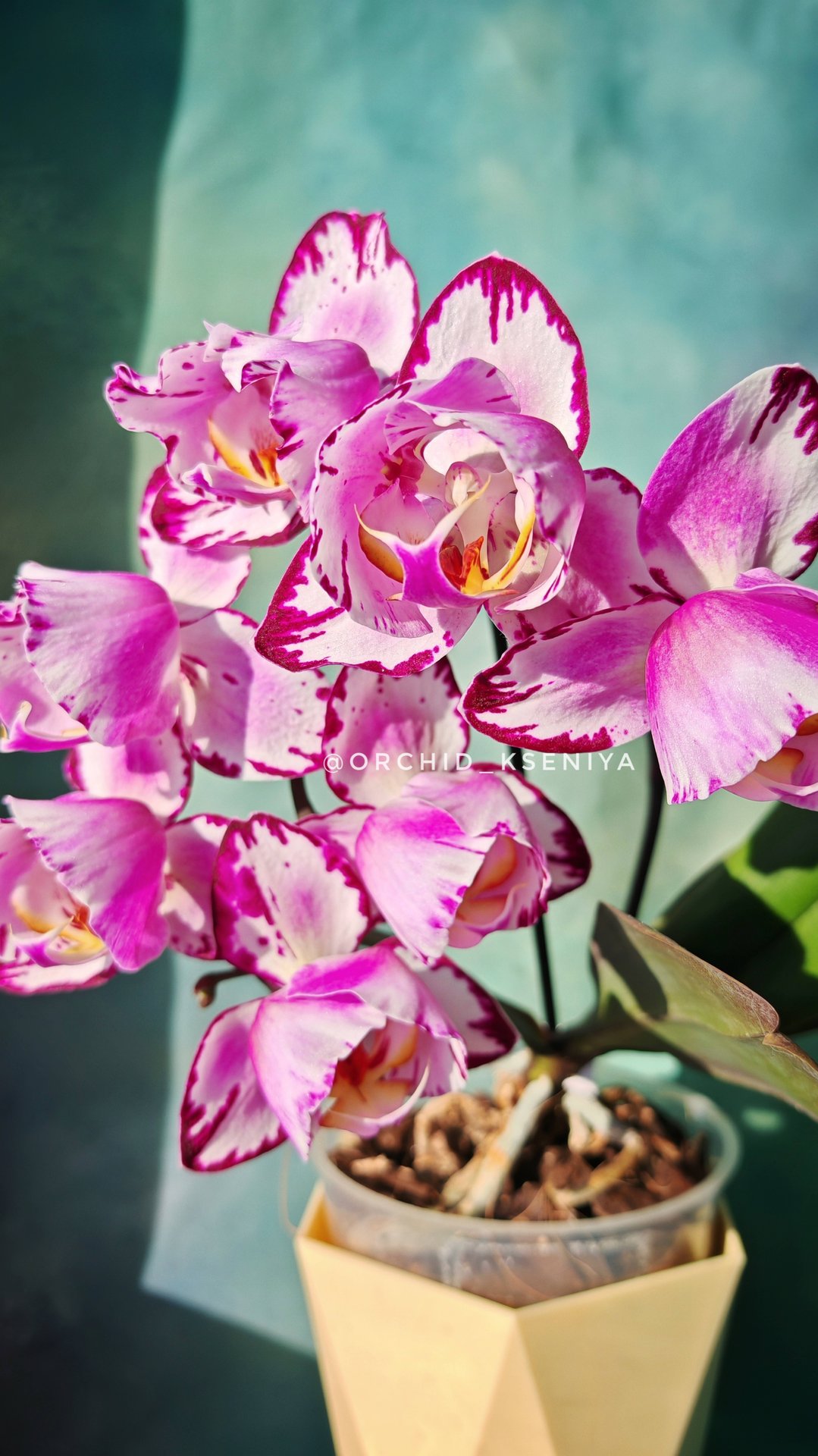 Phal. Jiuhbao Angel 👼 Шикарный азиатский пелор в домашнем цветении 🔥 смотреть онлайн