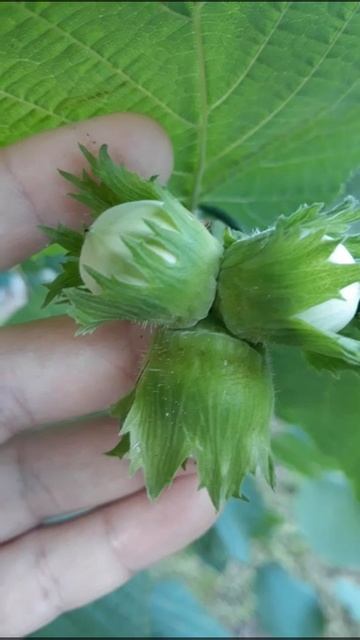 ПЕРВЫЕ ОРЕШКИ НА ФУНДУКЕ 🤗 18.07.2022 г. смотреть онлайн