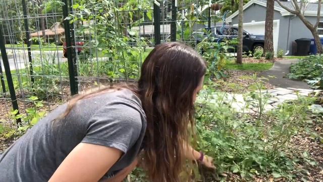 How to Prune Tomato Plants (Quick & Easy Tomato Tips) | How to Grow Tomatoes at Home смотреть онлайн