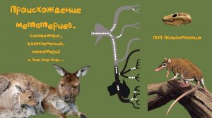 Происхождение метатериев. Синодельфис, голоклеменсия и паппотерий. ПОП Палеонтология
