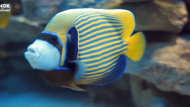 Заставка океан 2025 смотреть онлайн