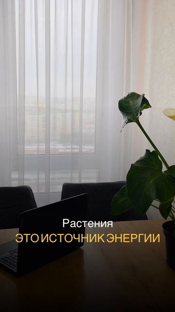 Как растения делятся энергией с нами