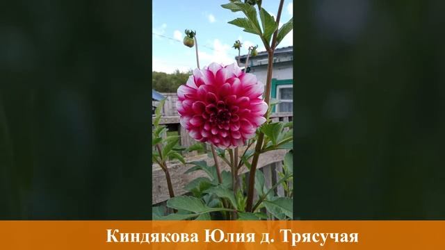 Моя цветущая усадьба 2022 Еловка смотреть онлайн