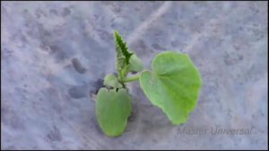 Огурцы под плёнкой без полива и прополки.