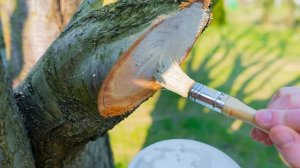 ОБРАБОТКА СПИЛОВ САДОВЫХ ДЕРЕВЬЕВ