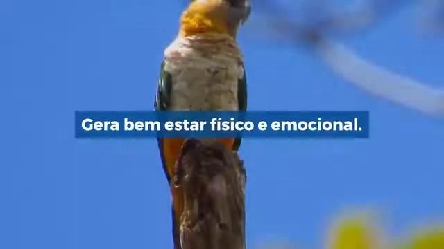 O que são Arquétipos смотреть онлайн