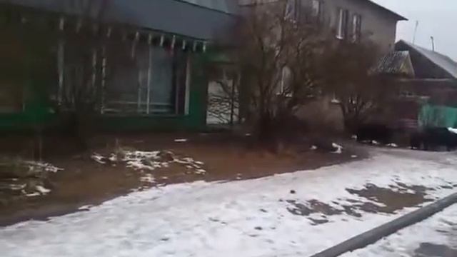 Дикие кабанчики пришли в деревню