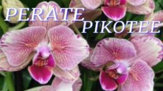 №1057/ ПЕРЕСАДКА орхидеи БАБОЧКИ PIRATE PIKOTEE смотреть онлайн