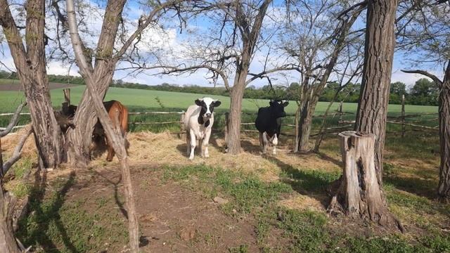 Моє рідне село смотреть онлайн