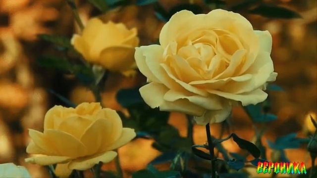 ЕСЛИ В СЕРДЦЕ ЖИВЁТ ЛЮБОВЬ- НАТАЛИЯ РОМАШКА НА БАЯНЕ, АВТОР ВЕРОНИКА ХЯВГЯ, СЛ. Н.МЕЛЕХОВА смотреть онлайн