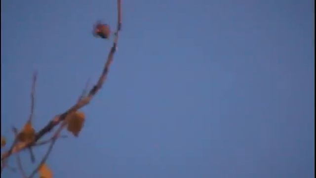 Птичка на тополе смотреть онлайн