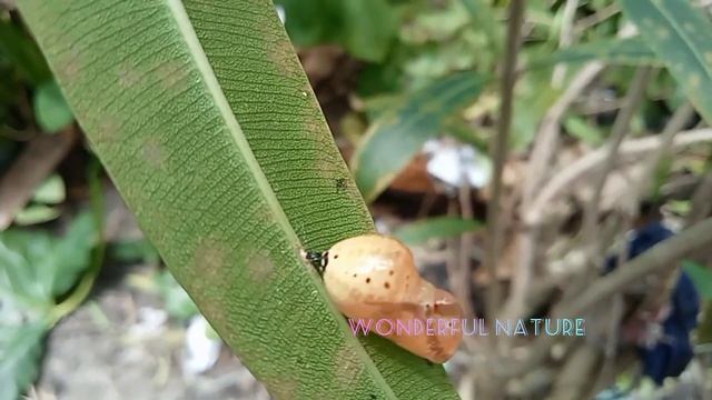 The pupa formed just a few moments ago Euploea core/ common crow /അരളി ശലഭം смотреть онлайн