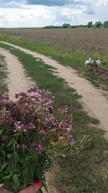 Для души и чая #jackrussell #собака #джекрассел #собаки #животные #дрт # душица #зверобой смотреть онлайн