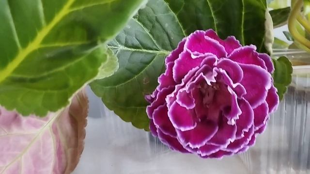 Глоксинии - от посева до цветения смотреть онлайн