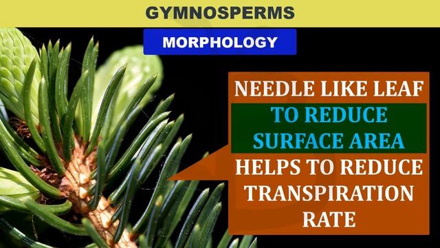 GYMNOSPERM -PLANT KINGDOM PLUS ONE BIOLOGY CHAPTER-3 MALAYALATHIL | STUDY BOTANY | NCERT SCERT CBSE смотреть онлайн