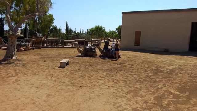 Camel Park смотреть онлайн