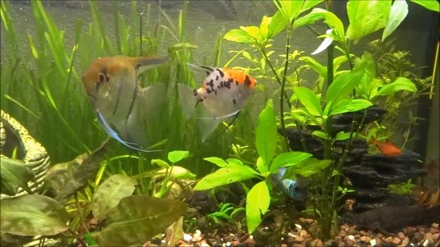 Наш акваріум смотреть онлайн