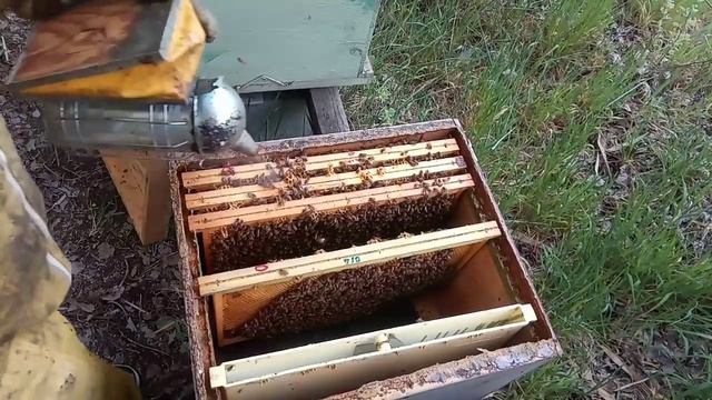 متابعة التقسيمات في طوائف النحل الجديد من إيطاليا смотреть онлайн