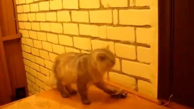 Дверной звонок для кота - cat RingBell смотреть онлайн