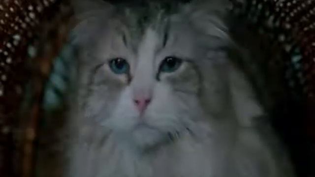THE COASTER THREE COOL CATS смотреть онлайн