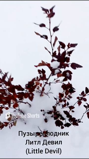 ДЕКОРАТИВНОЛИСТВЕНЫЕ КОТОРЫЕ ДОЖДАЛИСЬ СНЕГА 🍃❄. 21.11.2022 смотреть онлайн