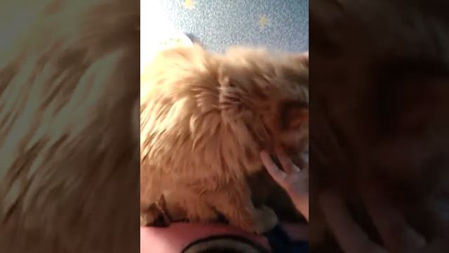 История моих животных смотреть онлайн