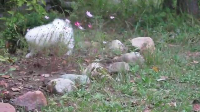 Виктория Сикрет 7 недель (Ричи-Сима) смотреть онлайн