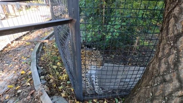 [Eng] Lion Park Taigan)Crimea)Petition Zoo)The Largest Lion Park In The World