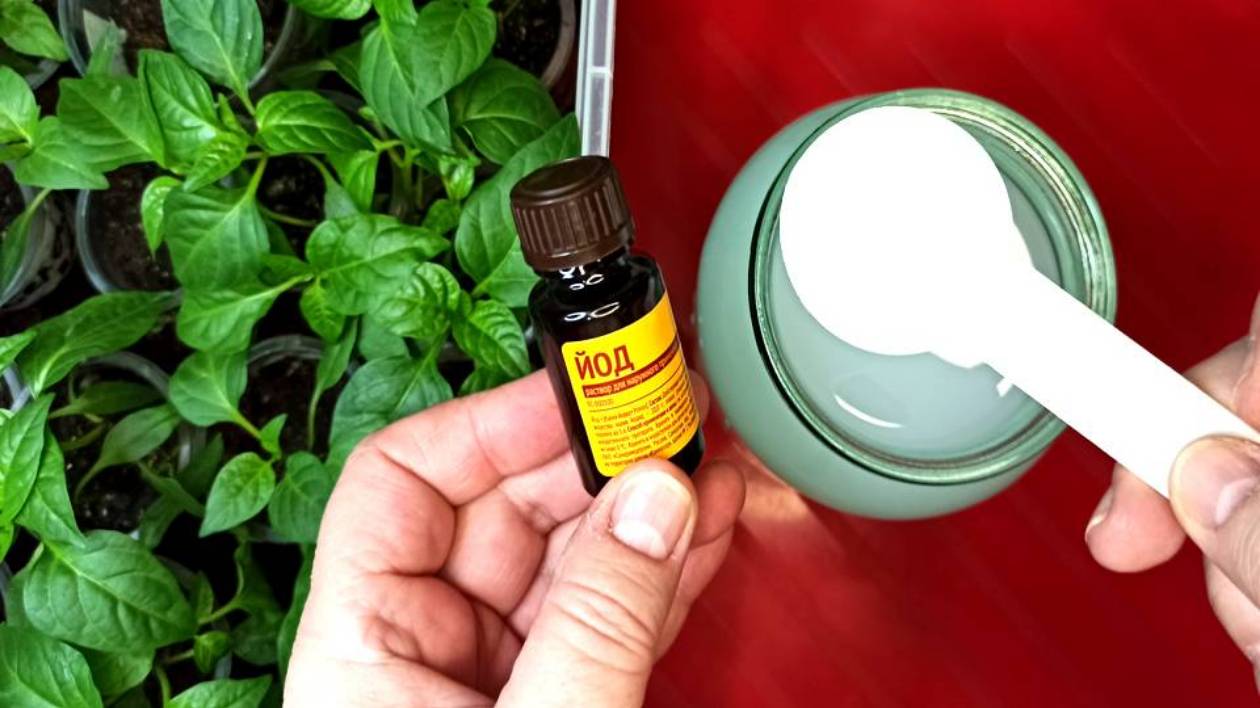 Рассада перца сразу ожила после подкормки! Народной подкормкой рассаду опрыскиваю  всего 2 раза.