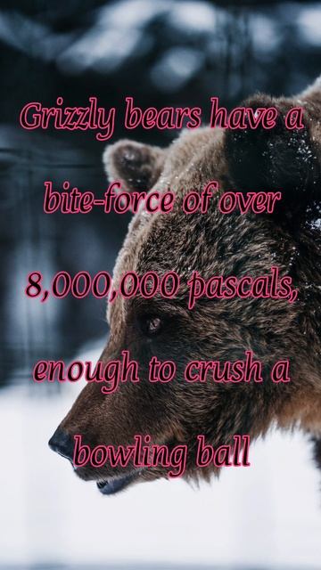 "Nature's Strongest Grasp of Grizzly Bears" #unknownfacts #shorts #interestingfacts#wildlife#fact смотреть онлайн