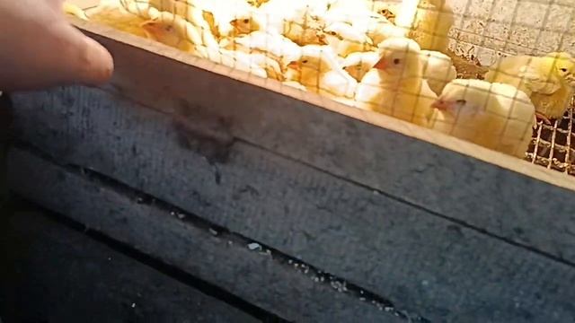 перший Відійшов падіння бройлера. як так еле так буває❗ смотреть онлайн