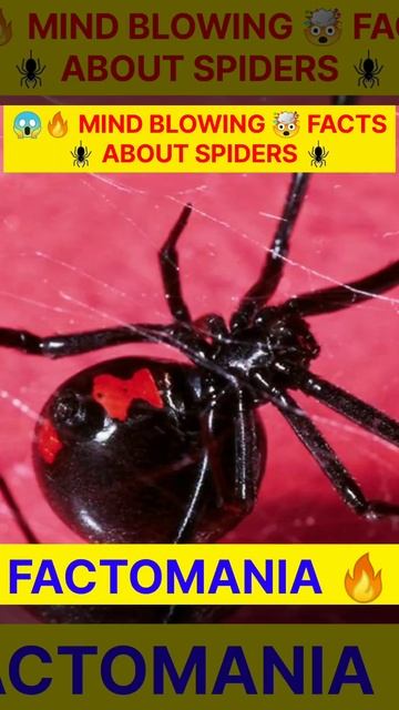 😱🔥 MIND BLOWING 🤯 FACTS 🕷️ABOUT SPIDERS #shorts #factomania #facts #amazingfacts #spiderfacts смотреть онлайн