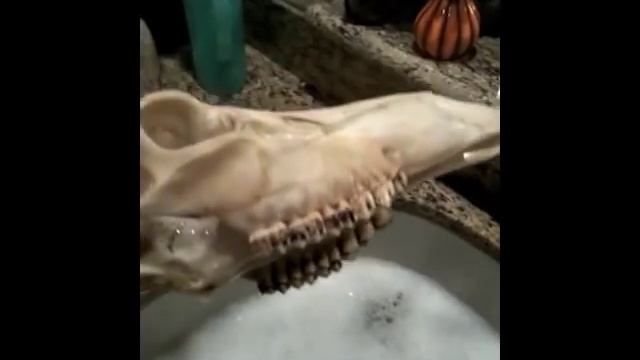 Deer Head Skull Mount - DIY European Style смотреть онлайн